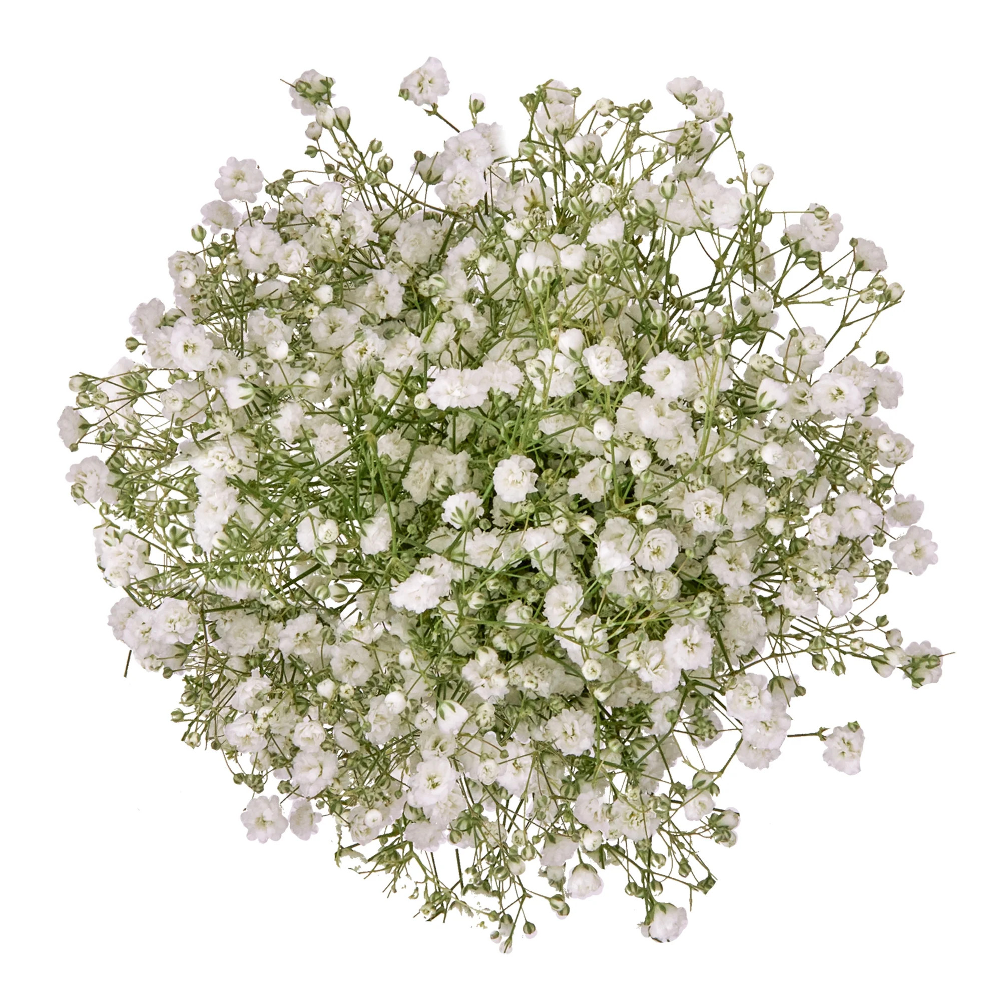 Baby's Breath (Gypsophila) Flower Bunch Small | Walmart (US)