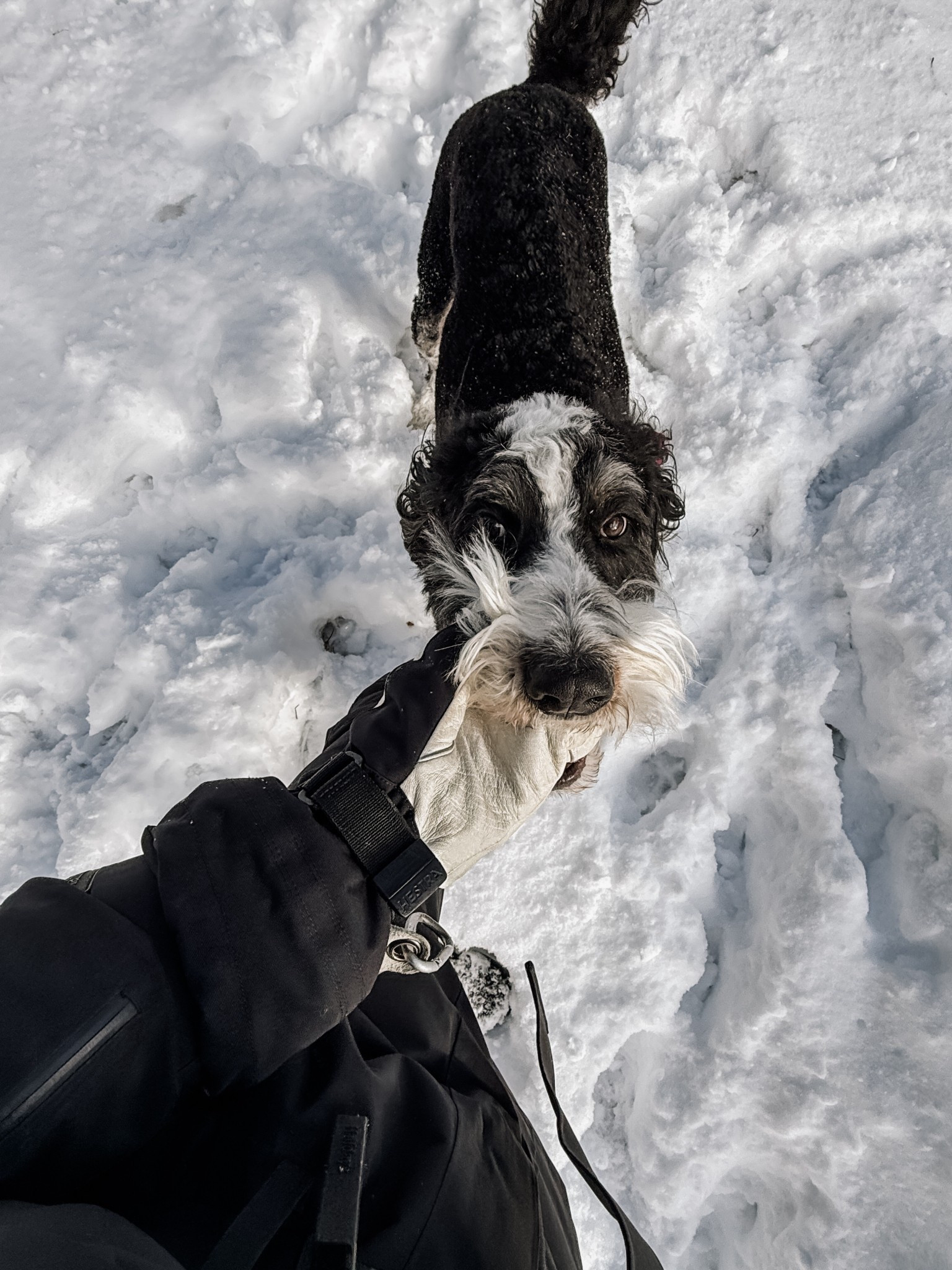 We finally got another snow day! Wearing my favorite snow suit. Super comfortable and keeps you cozy warm!

#LTKootd #LTKHome #LTKSeasonal