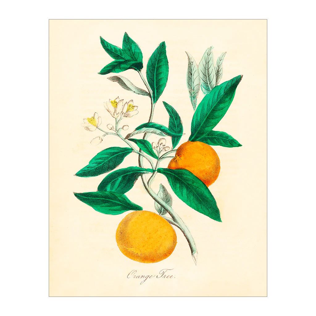 Orange Tree Botanical | Lindsay Letters, LLC