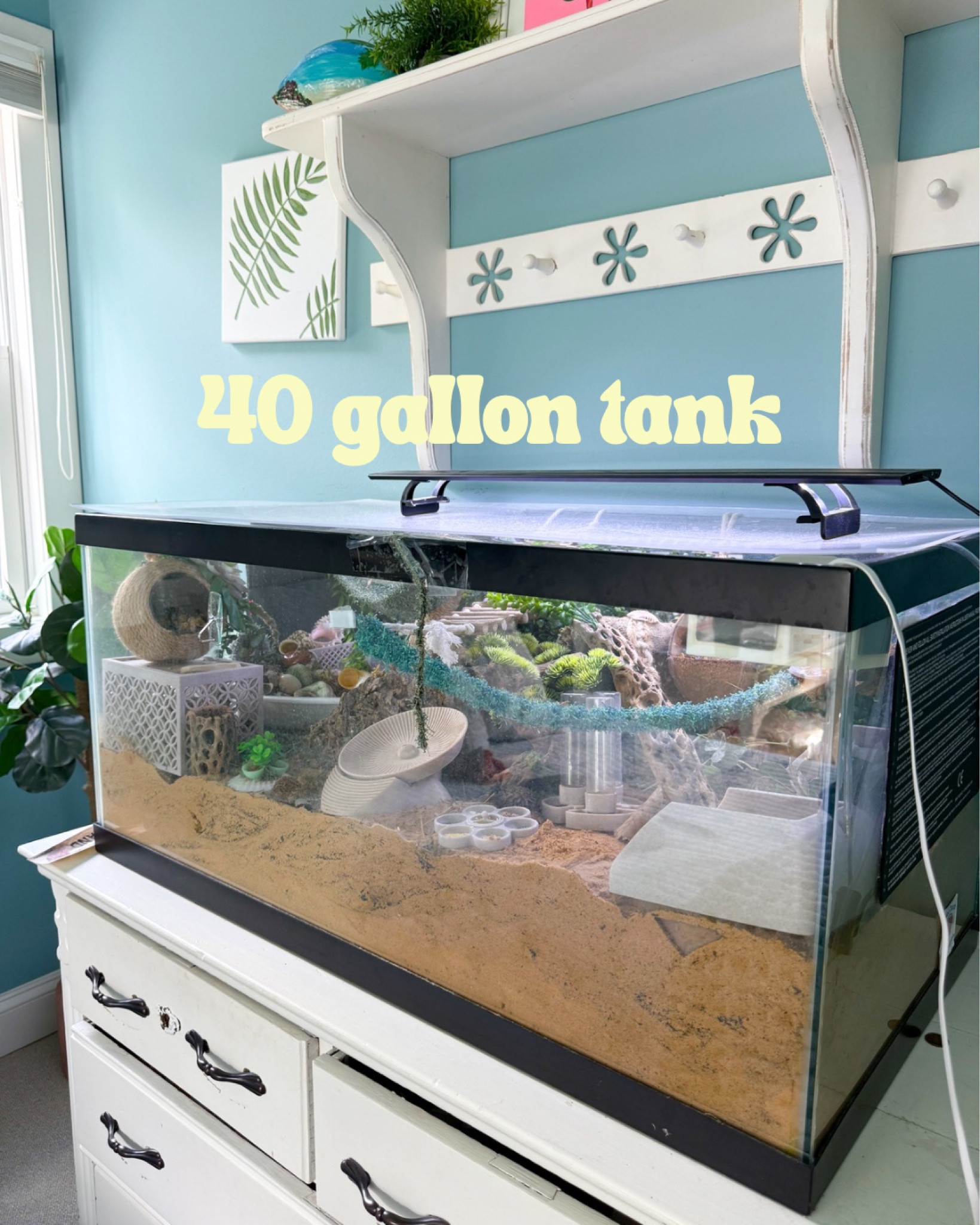 40 gallon hermit crab tank