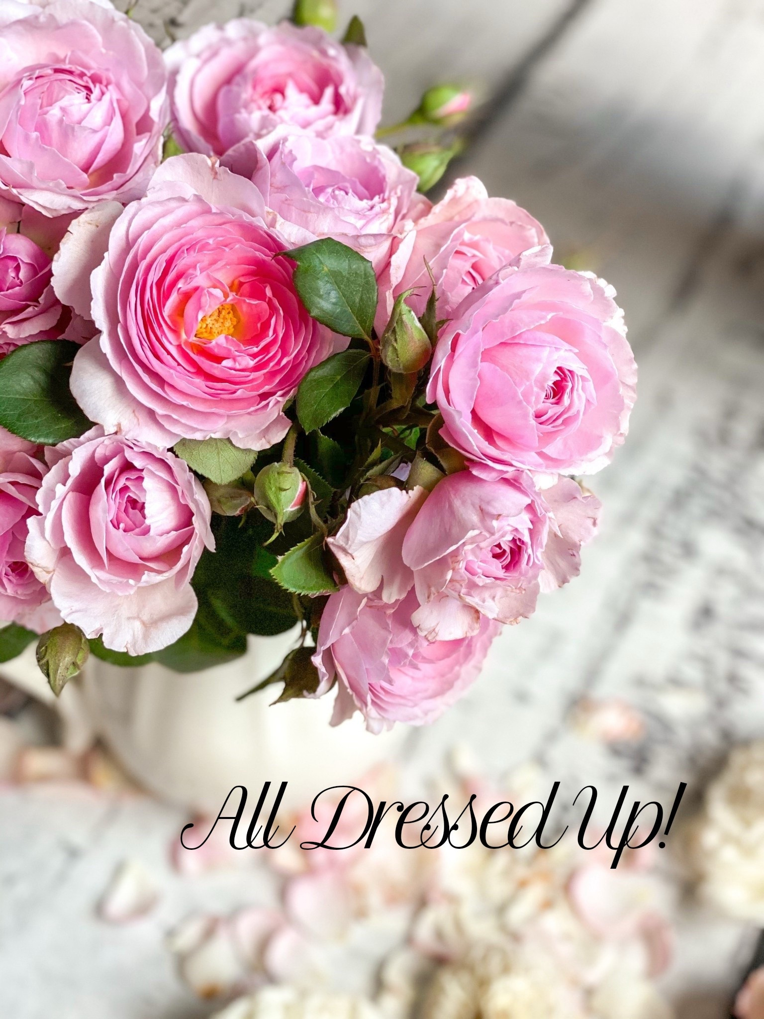 All dressed up! Barbie pink for your garden! 