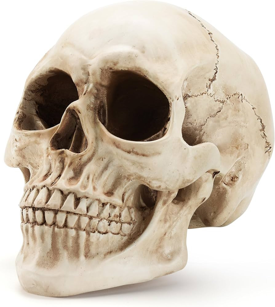 Skull Decor, Premium Resin Realistic Skeleton Head Statue for Halloween, Fake Human Bone Skull Mo... | Amazon (US)