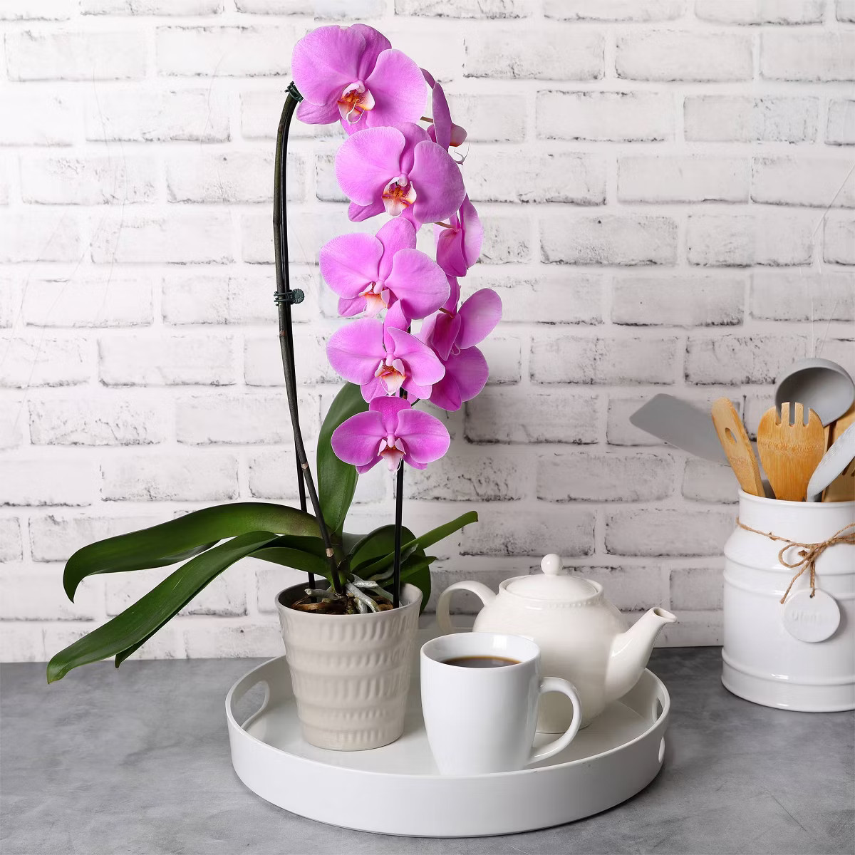Live 5" Potted Cascade Orchid Plant (Colors May Vary) - Good Little Garden™ | Target
