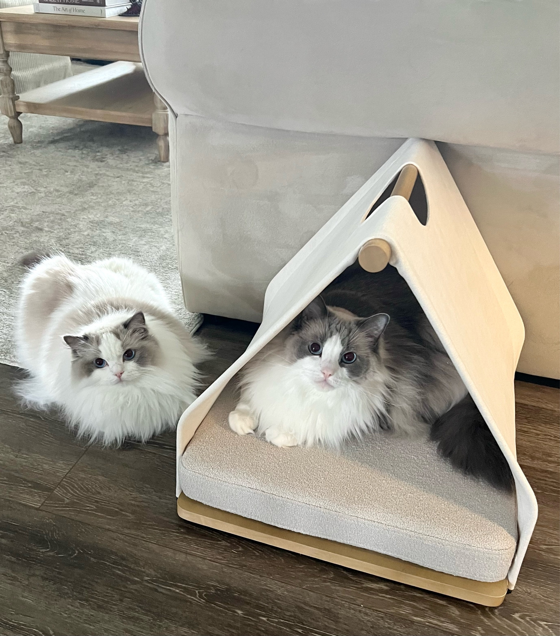 Limited edition cozy kitty tent. My cats love this little hideaway! It’s soft and has a washable boucle cover, plus a neutral aesthetic for any space  

Petcare / cats / kitty house / neutral decor / Target / the cuddle collab / maple cat / cat tent 

#LTKHome #LTKFindsUnder50