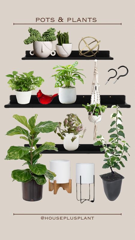 I love these floating shelves for displaying your plant collection! Place them next to each other to make a longer shelf, if needed 🫶🏻 #walmart #walmarthome #walmartstyle #houseplants 

#LTKfindsunder50 #LTKhome #LTKstyletip