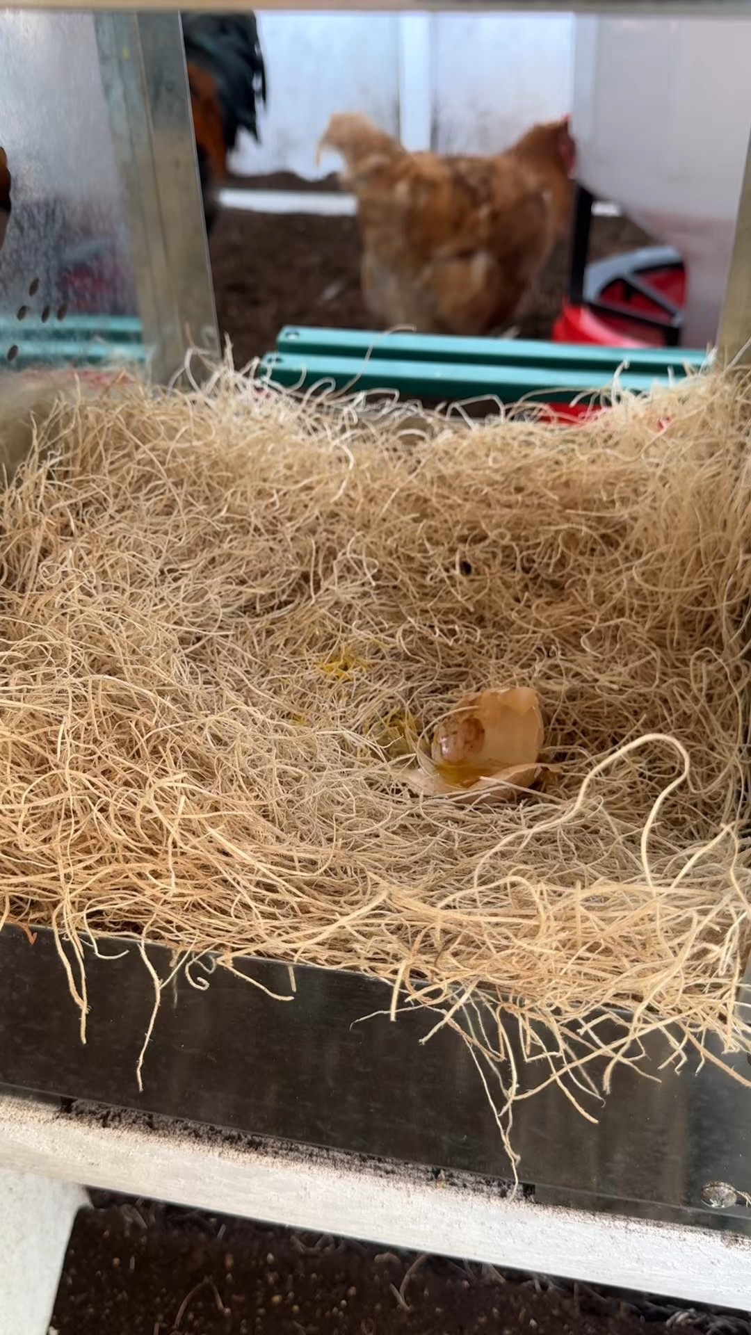 Nesting box liners are a must! 

#LTKmorningroutine #LTKHome #LTKmomlife