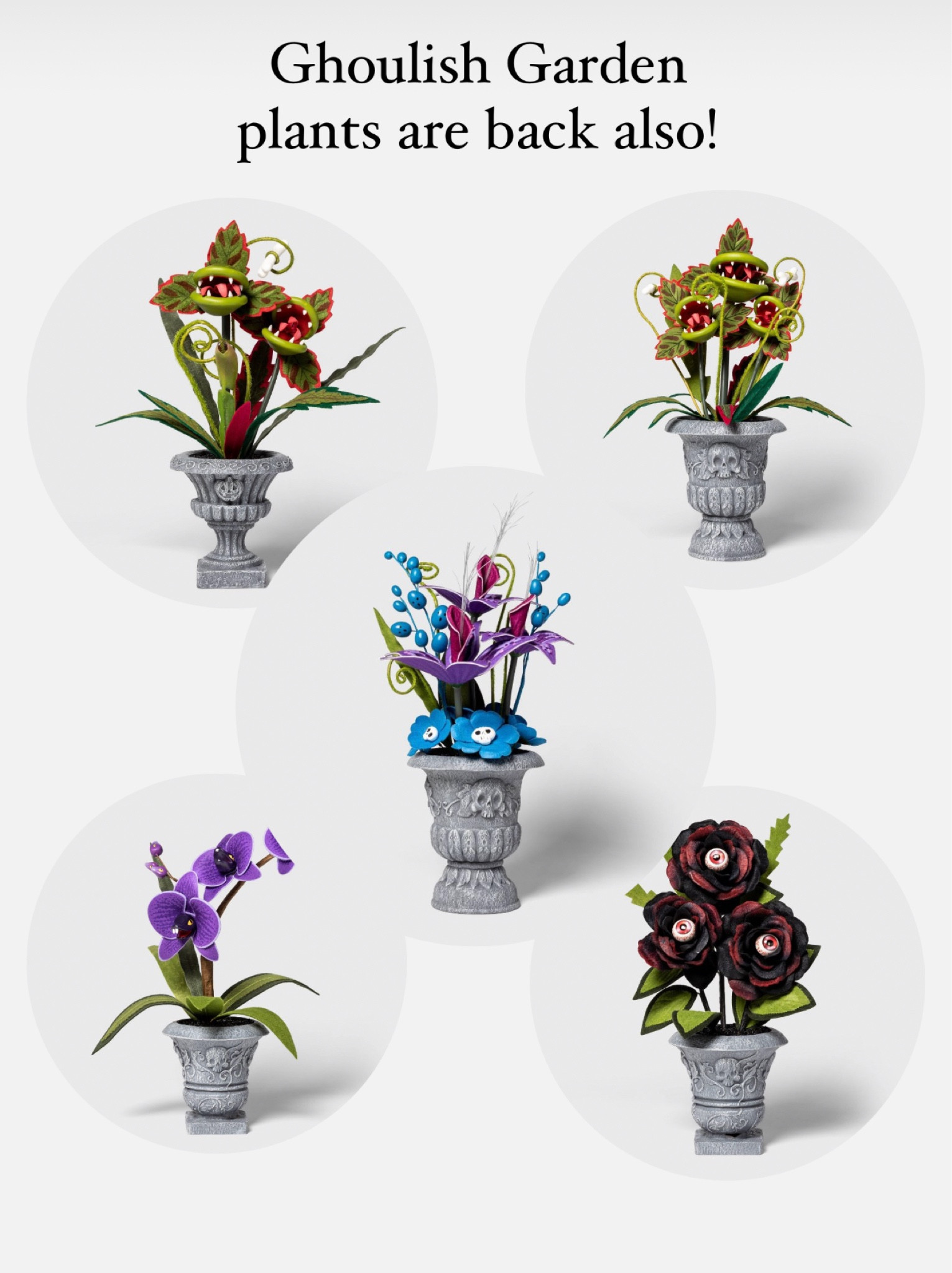 Halloween plants! 

#LTKSeasonal #LTKU #LTKFind