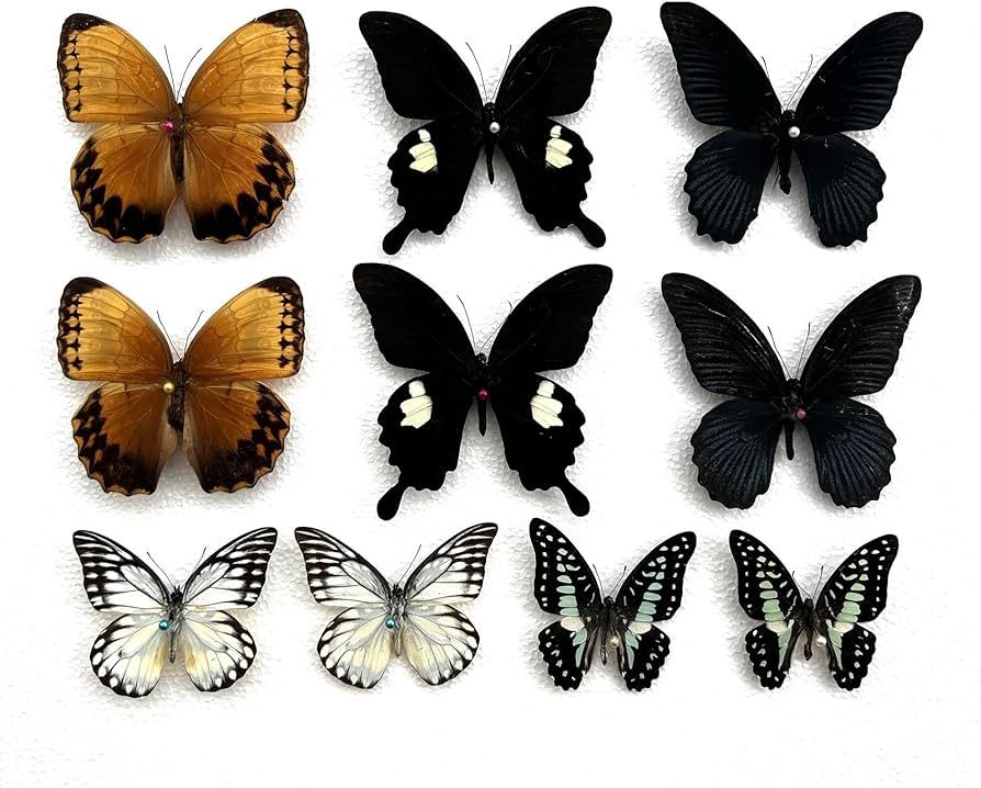 vinatimes Real Butterfly Specimens Animal Mounted Moth Entomology Taxidermy Oddity Scientific Art... | Amazon (US)
