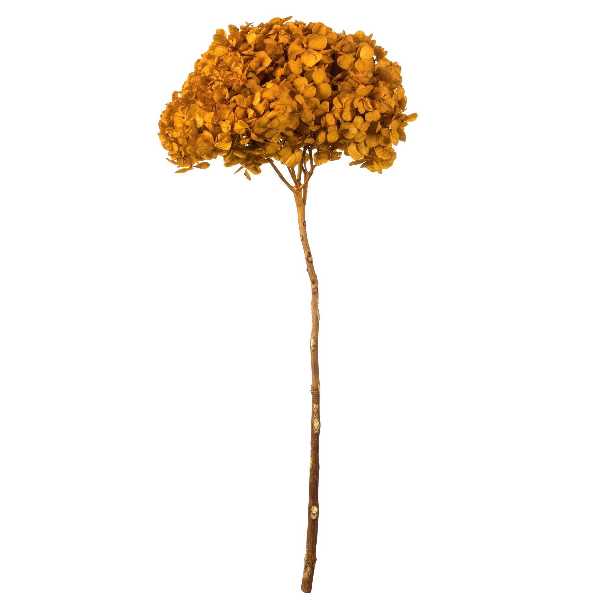 Vickerman 15" Aspen Gold Hydrangea with Multiple Branch Segments. Preserved | Walmart (US)