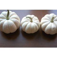 White Fall or Winter Wedding Thanksgiving 8 Small White Pumpkins for   Table Decor | Etsy (US)