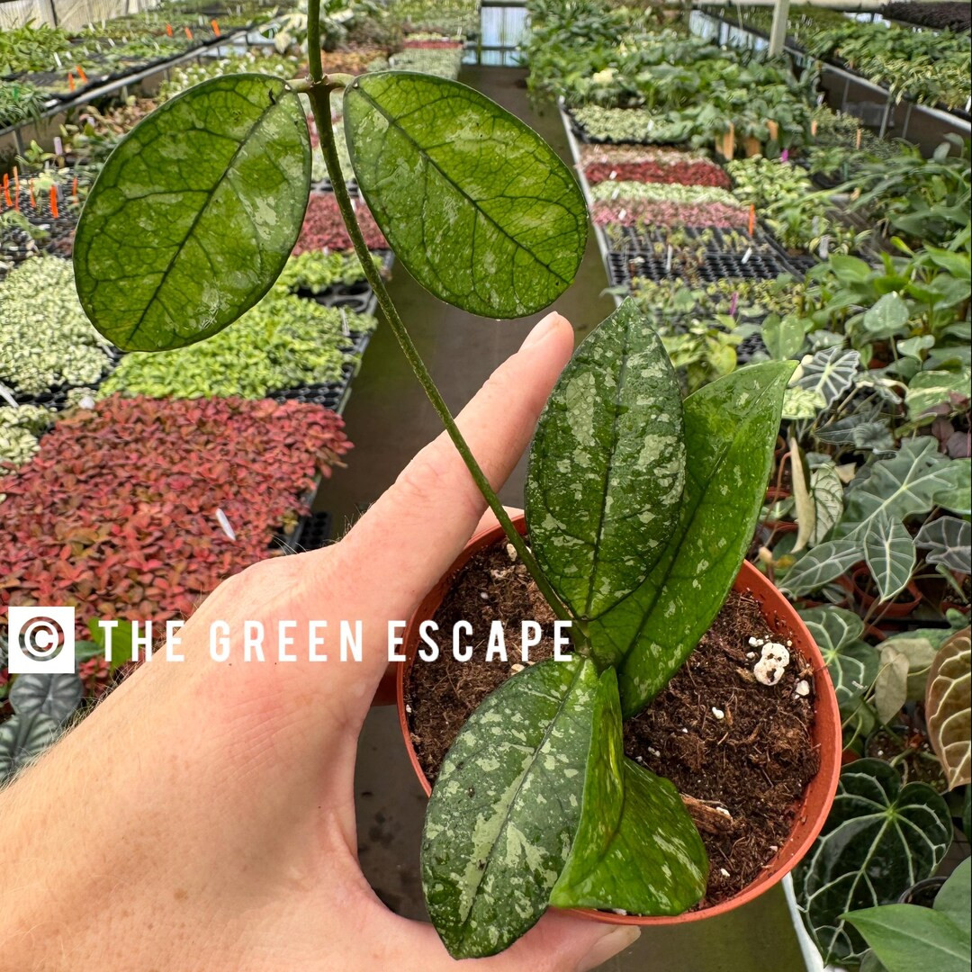 Hoya Crassipetiolata Splash 4 Pot ALL PLANTS Require You to Purchase 2 Plants - Etsy | Etsy (US)