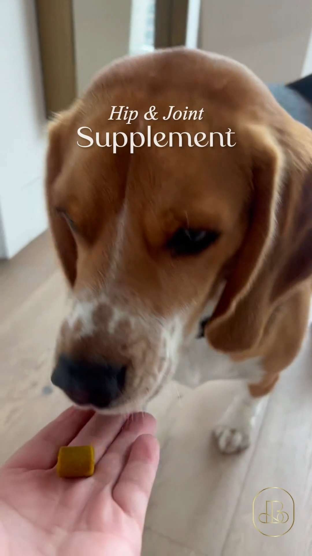 Keeping my favorite workout partner moving fluidly and comfortably for years to come! 🐶   Wholesome Pride Hip & Joint Supplements are an absolute lifesaver in our house. Instead of struggling with messy liquids or trying to hide pills in cheese, these are delicious, soft chews that your pup treats like a morning reward. Great buy if you want an easy-to-feed soft chew that seamlessly fits into a tight morning schedule. 🐾 #amazonpet #dogessentials #petcare #morningroutine #dogwellness #healthypets #dogsofLTK 

#LTKHome