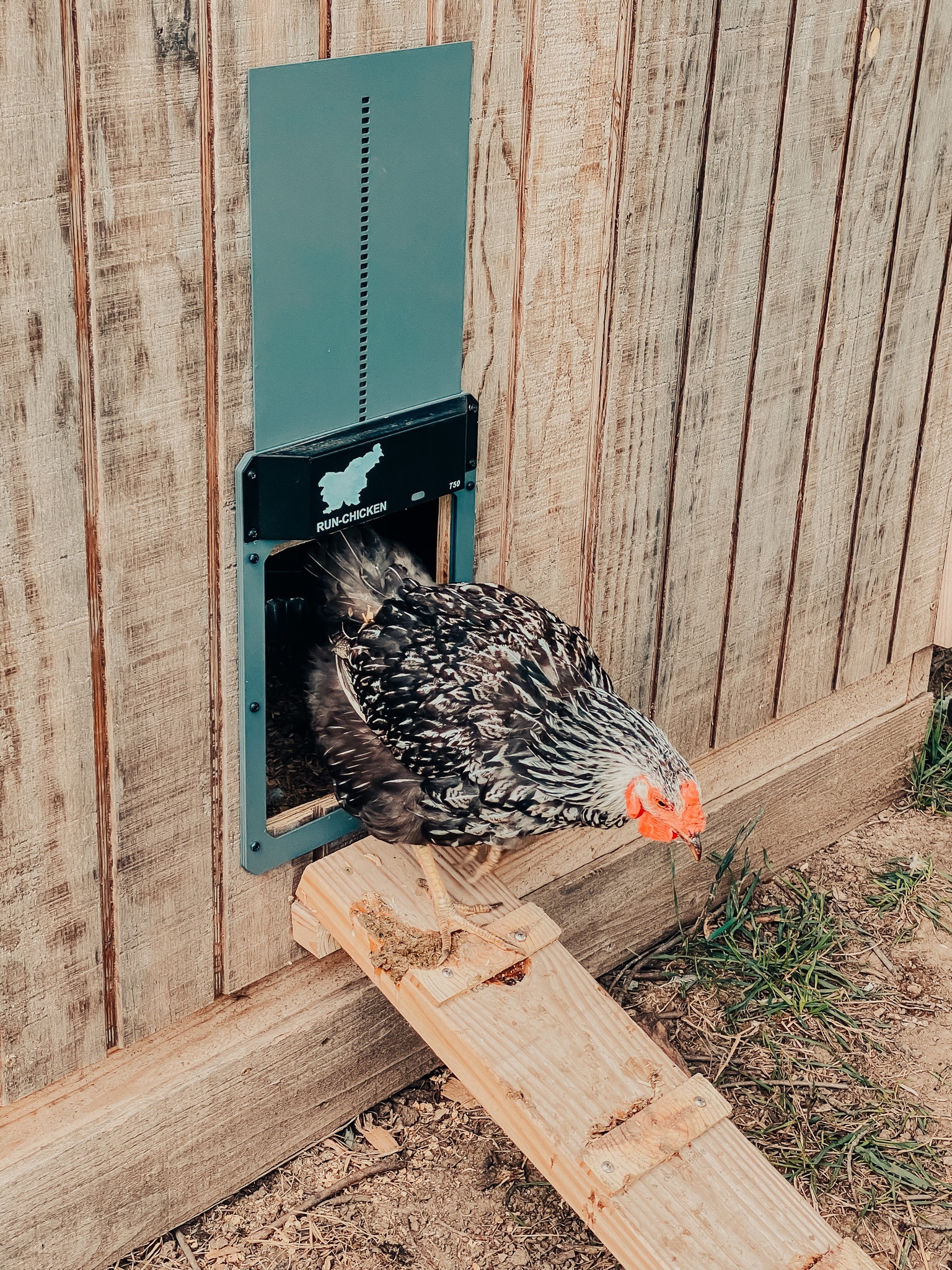 My automatic chicken door is in the #amazonprime deals! I love this thing! So easy to install and use! #home #outdoors #amazon #chickencoop

#LTKhome #LTKsalealert #LTKfamily