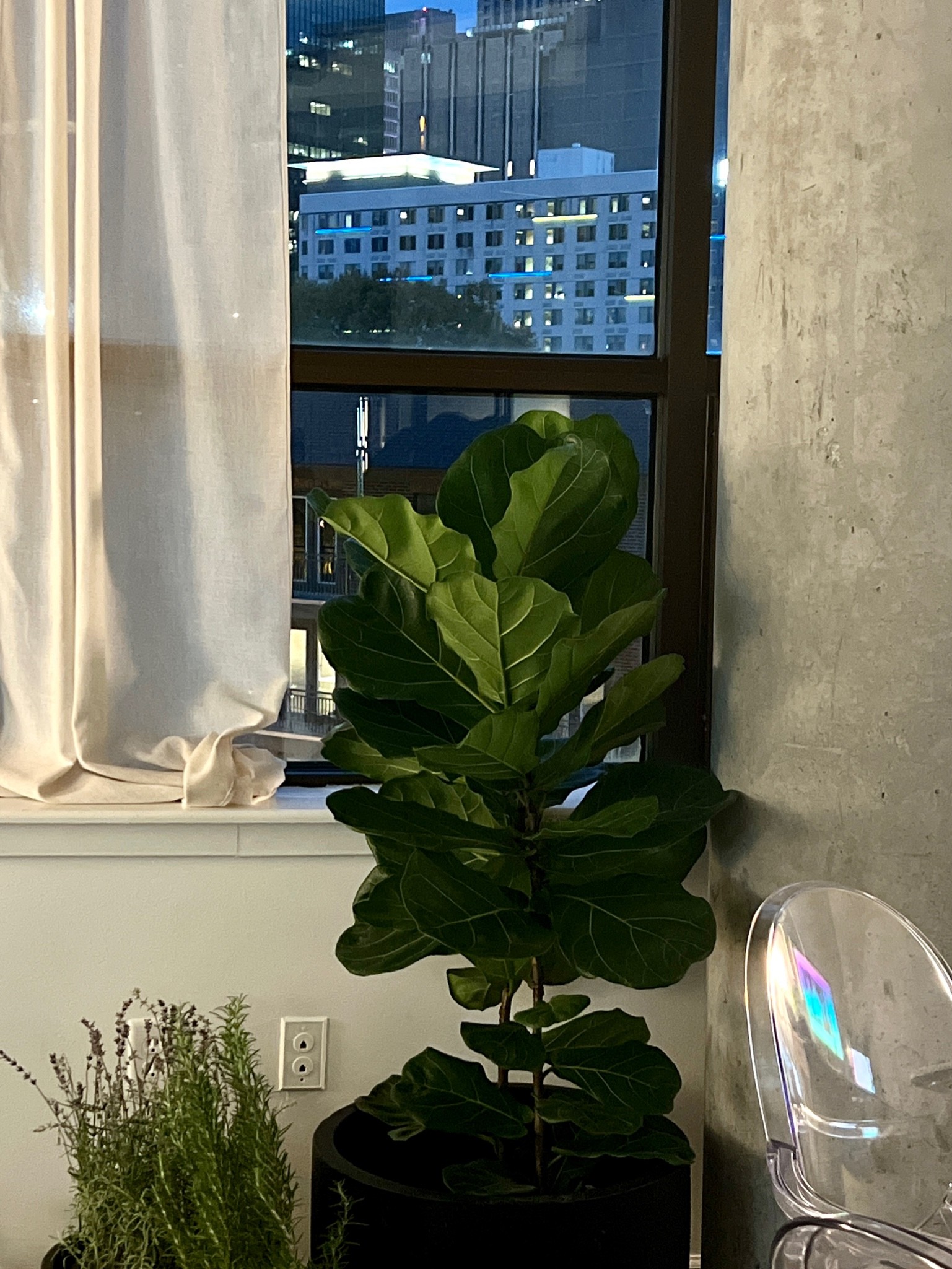 Home interior / design / interior design / artificial fiddle leaf 

#LTKHoliday #LTKunder100 #LTKhome