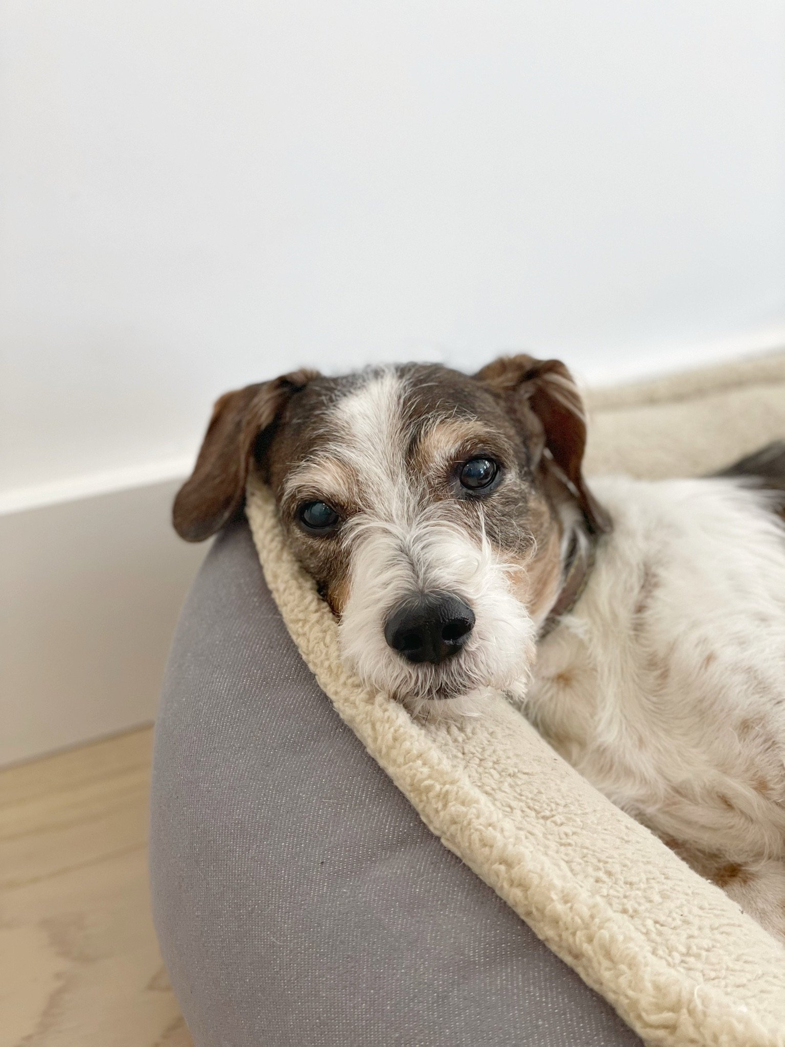 the coziest dog bed.

#LTKhome #LTKfamily