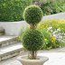 Podocarpus Double Ball Topiary | Grandin Road | Grandin Road