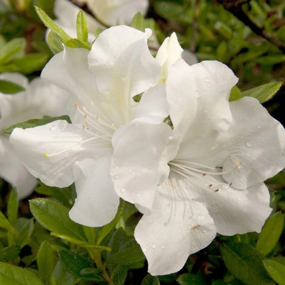 Encore Azalea Autumn Ivory (2 Gallon) White Flowering Shrub - Full Sun Live Outdoor Plant | Walmart (US)