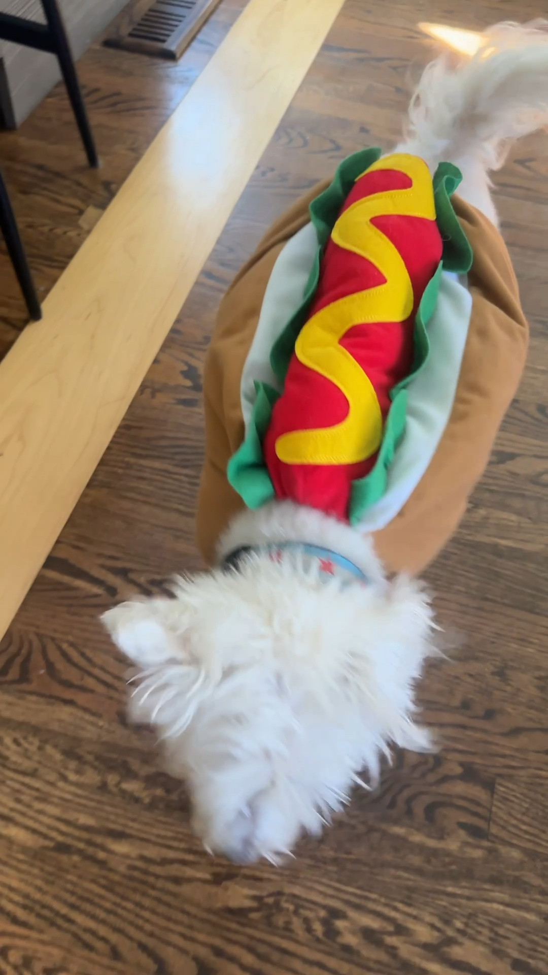 Hot dogs is always a good idea 😂 this Halloween costume cracks me up, no matter what breed, it’s so funny! 

#LTKSaleAlert #LTKHalloween #LTKPets