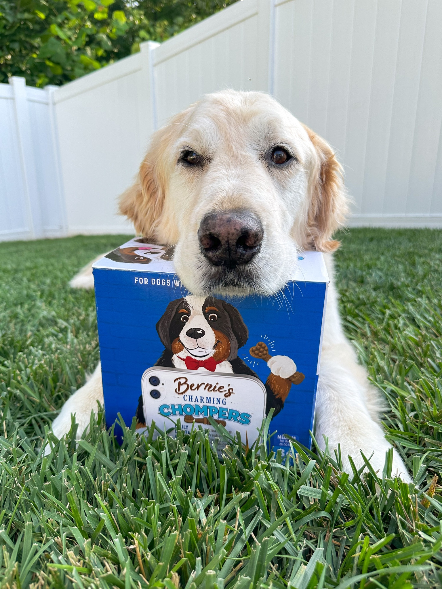 If your dogs are anything like mine, they HATE having their teeth brushed. These dental sticks are a safe and healthy solution to kicking that bad breath! #LTKxPrime

#LTKGiftGuide