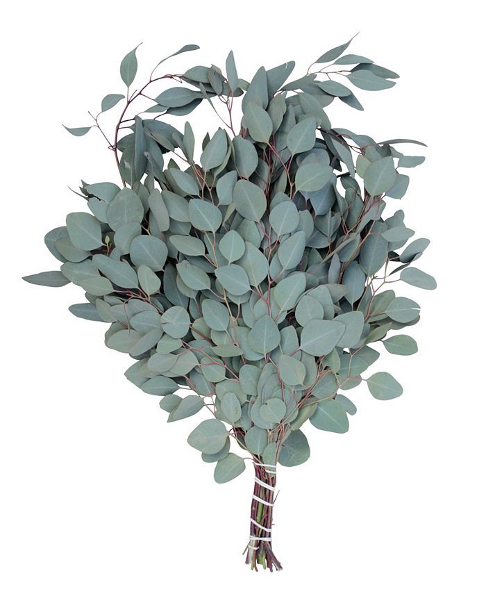 Fresh Silver Dollar Eucalyptus Bundle | Macys (US)