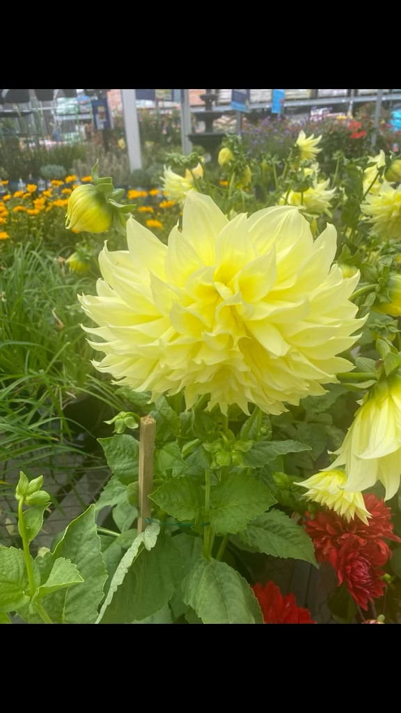 #Grateful Thursday#Blessed #Positivity #GoodVibeMotivation #grateful #Blessed

#LTKHome #LTKOver40 #LTKselfcare