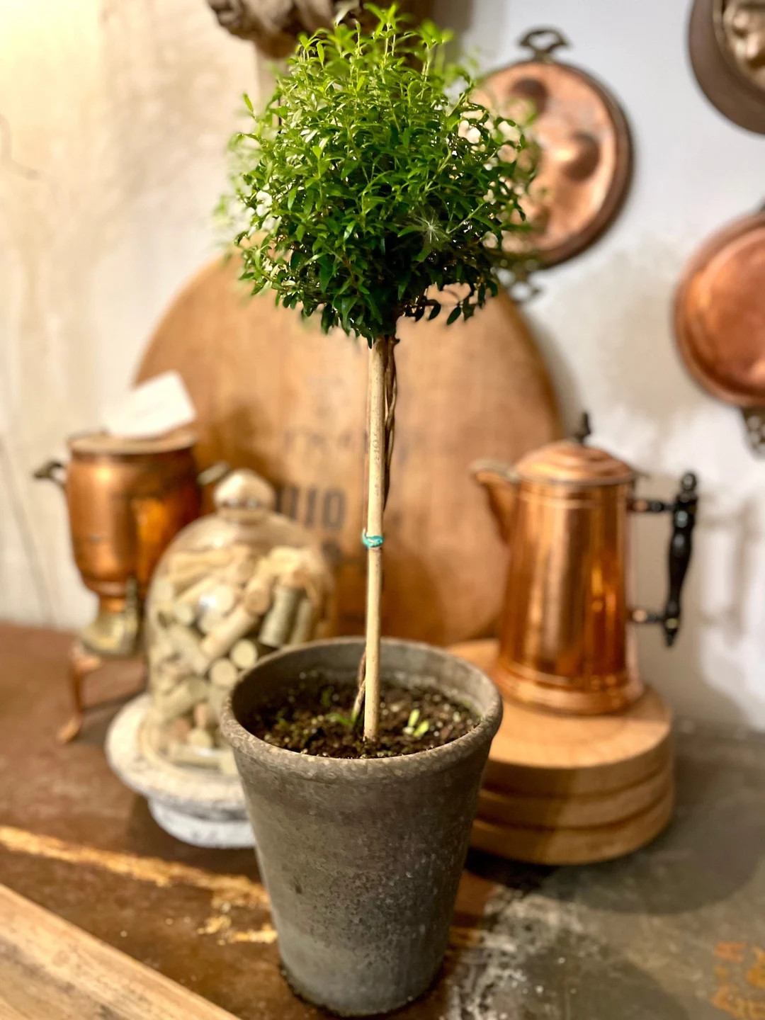 Live Plants-myrtle Single Ball Large - Etsy | Etsy (US)