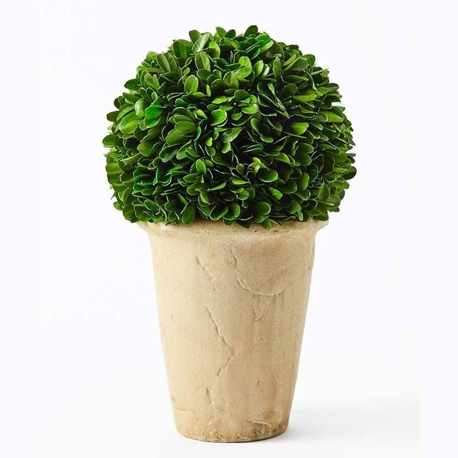 Boxwoodworld preserved boxwood green plant for home decor classic ball on pot design 10 inch high... | Amazon (US)