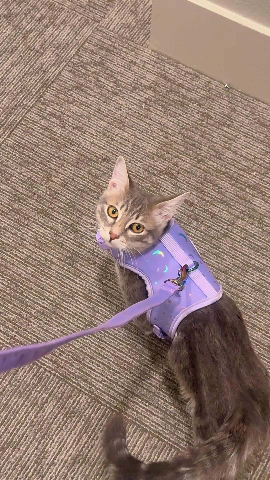My kitten has the cutest harness!! 💜💜

#LTKFindsUnder50 #LTKStyleTip #LTKPets