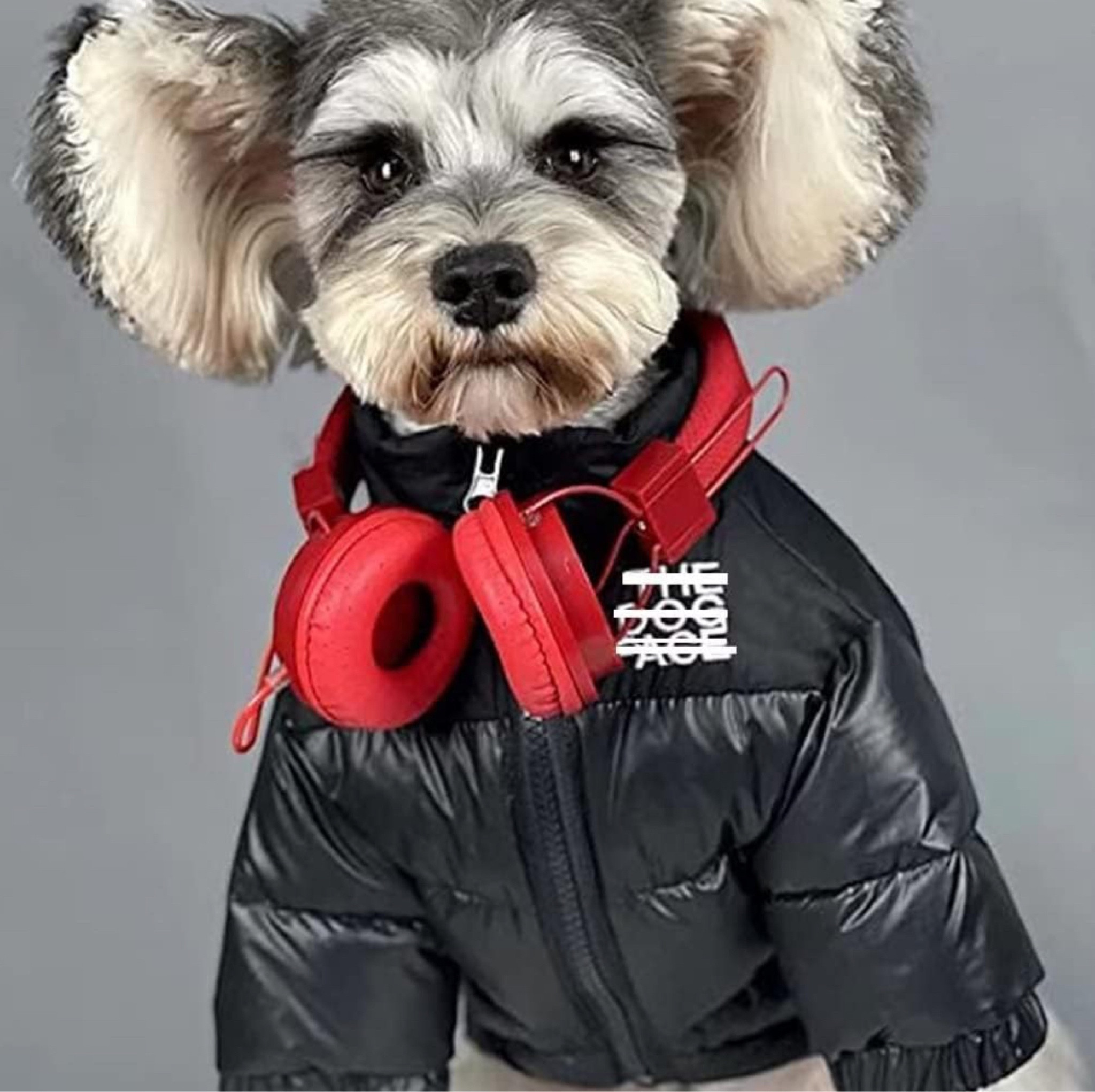 Amazon Dog Face Puffer Jacket | Feather Down Dog Jacket | Runs really really Small - Please read sizing. Enjoy, xx!! #ltkpets 

#LTKstyletip #LTKfindsunder50 #LTKfamily