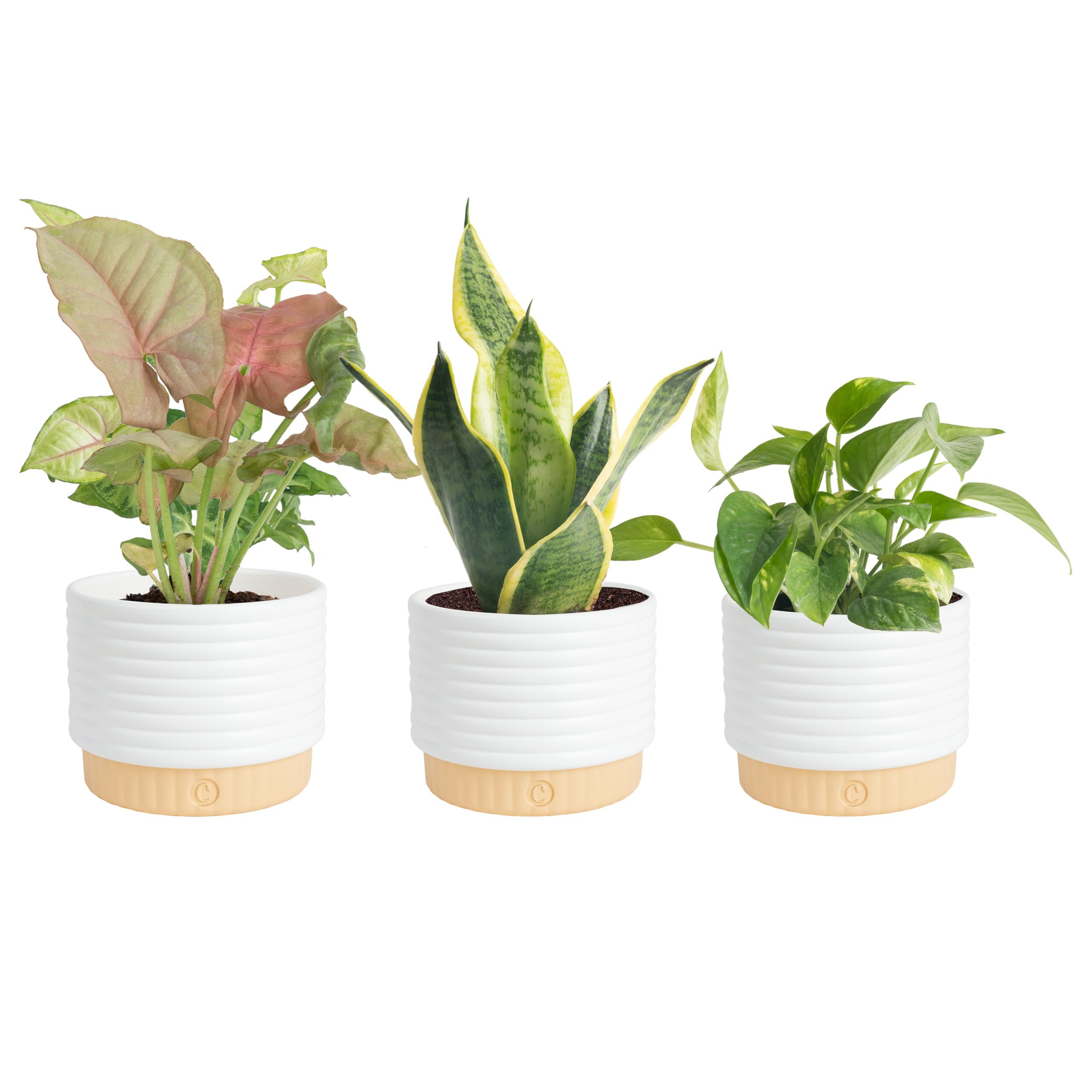 Costa Farms Live Indoor House Plants (3-Pack), Hand Selected Easy to Maintain Indoor Assorted Hou... | Amazon (US)