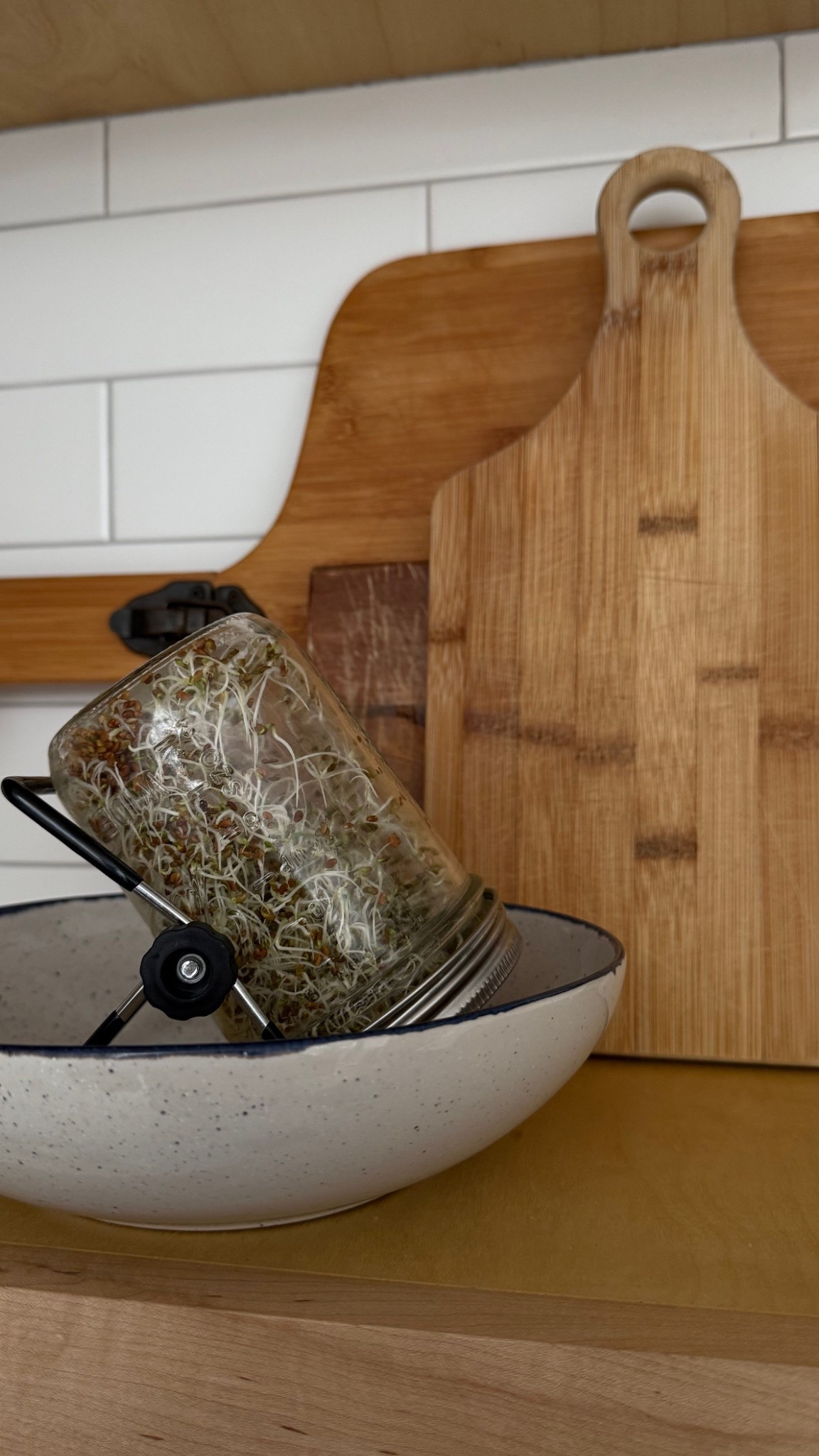 Easy alfalfa sprouts @ home 