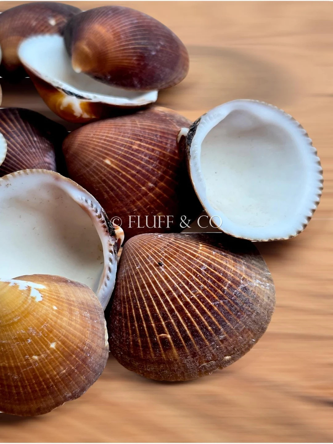 Natural BROWN COCKLE Shells – Medium Seashells, Ribbed Shells for Crafts, Coastal Décor, Beach... | Etsy (US)