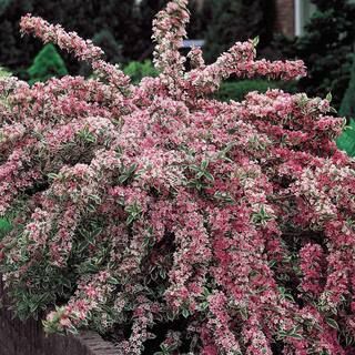 Spring Hill Nurseries Variegated Weigela Live Bareroot Plant Pink Flowers and Green/White Variega... | The Home Depot