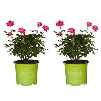 Pink Double Knock Out Rose Flowering Shrub in 1-Gallon Pot 2-Pack | Lowe's