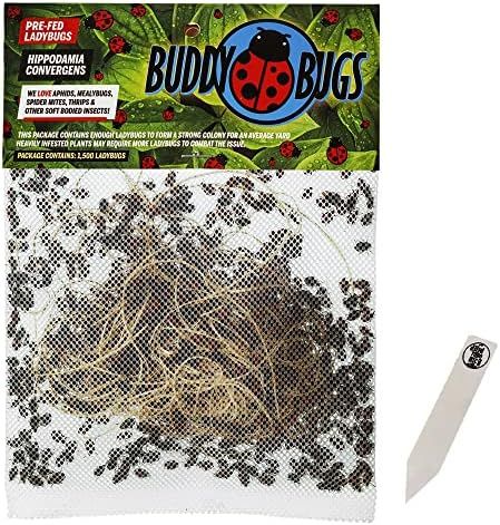 1500 Pre-Fed Live Ladybugs | BuddyBugs | Hippodamia Convergens | Guaranteed Live Delivery | for A... | Amazon (US)