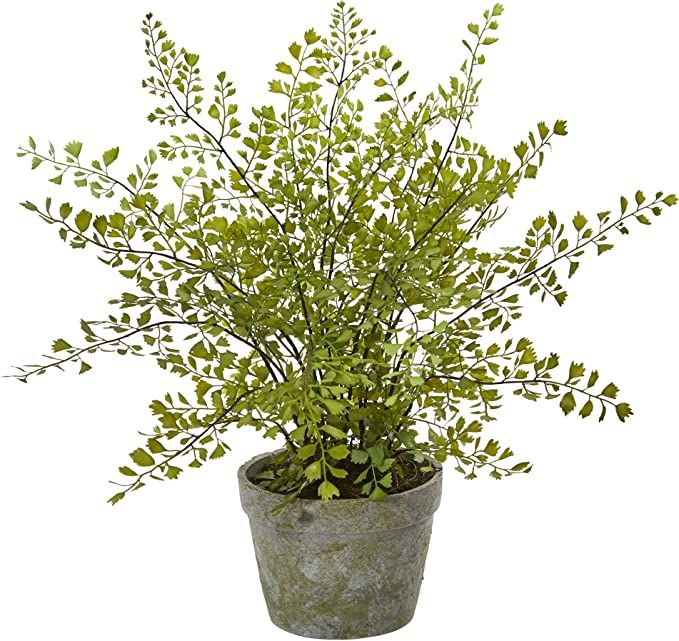 Nearly Natural 4251 Maiden Hair Artificial Plant in Planter Green Small | Amazon (US)