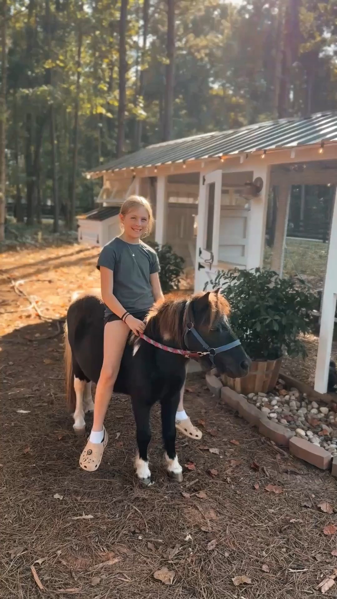 Friday nights with Carolina coops, our chickens and minis 🐴 Love this little country life! 

#LTKSeasonal #LTKHome #LTKFamily