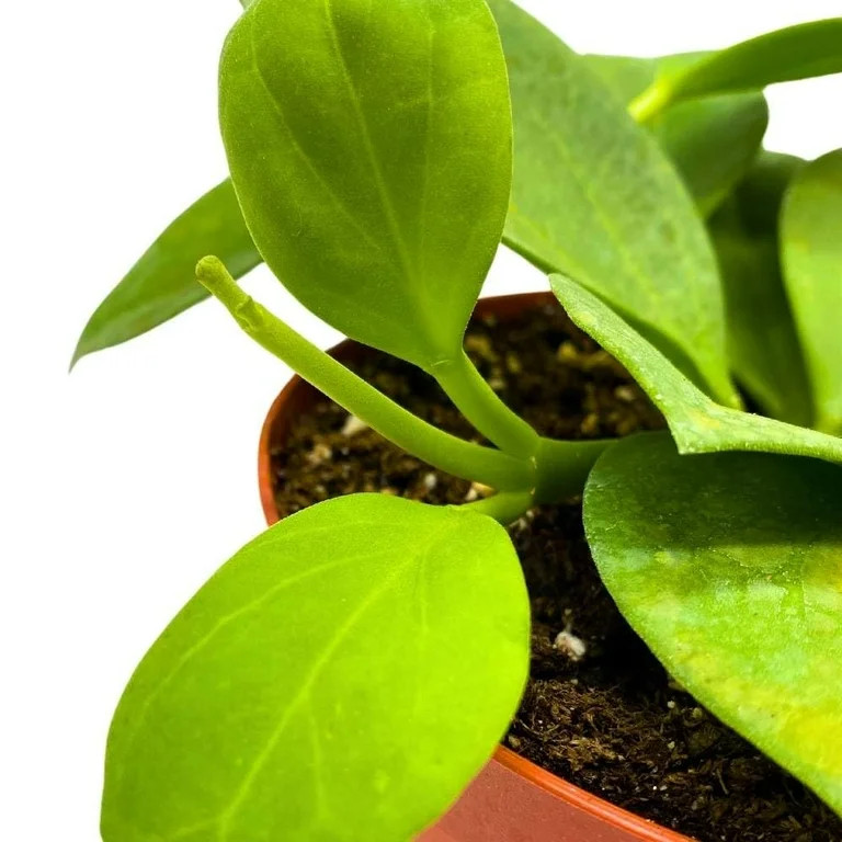 Hoya Pachyclada, 4 inch Rare Exotic Indoor House Wax Plant | Walmart (US)