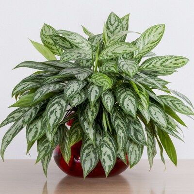 National Plant Network 3-Pack 3-Pack Chinese Evergreen Maria in Plastic Pot Lowes.com | Lowe's