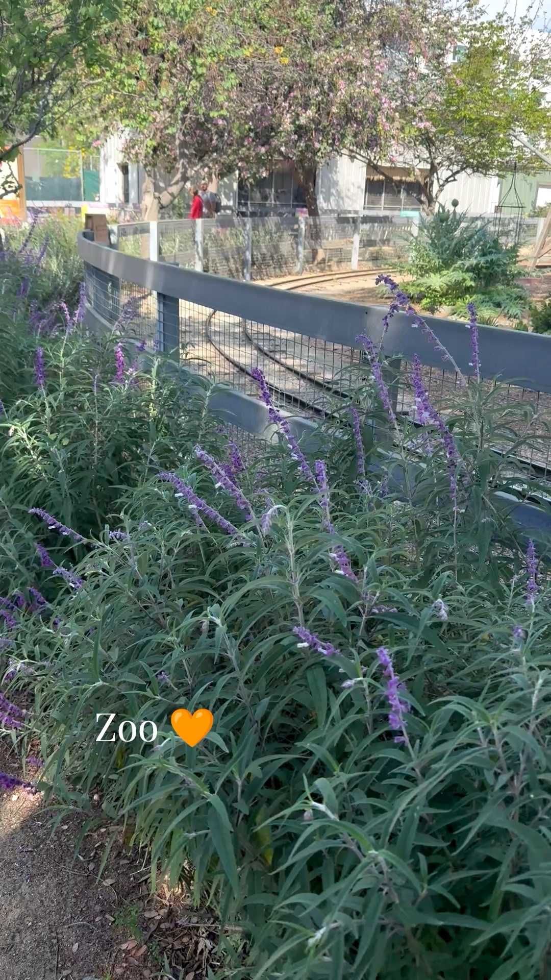 So excited for zoo trips this summer ✨🤍

#LTKBump #LTKKids #LTKSaleAlert