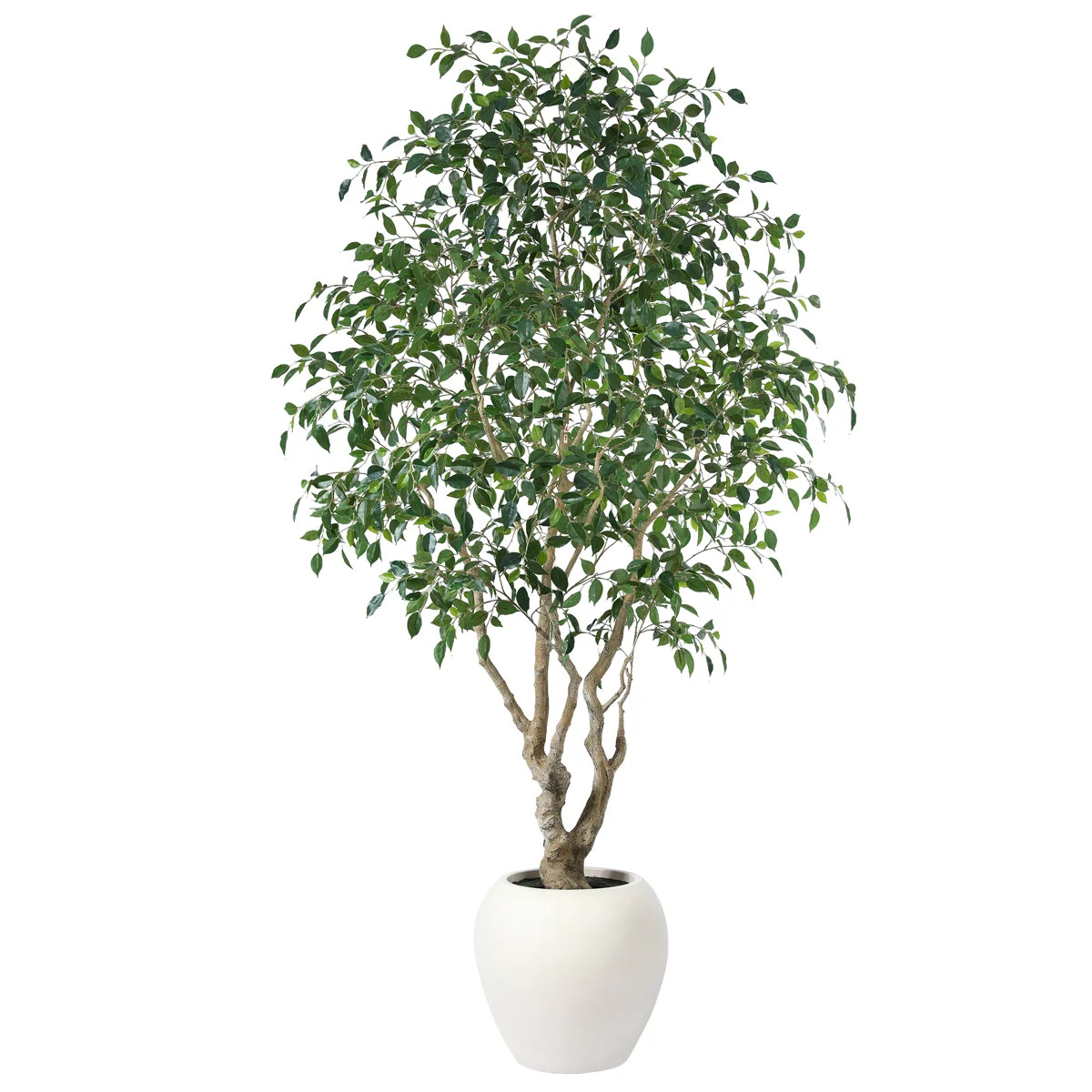Adcock 8' H Artificial Ficus Tree in 18" White Planter | Wayfair North America