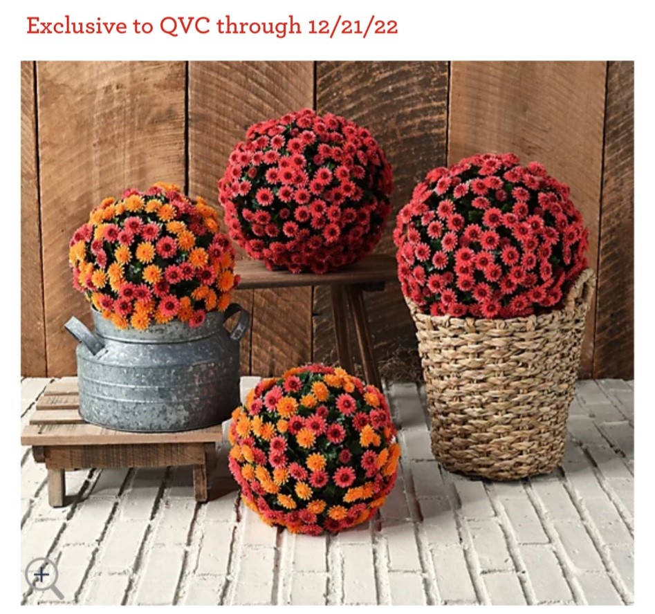 faux mums for fall 🍂🍁