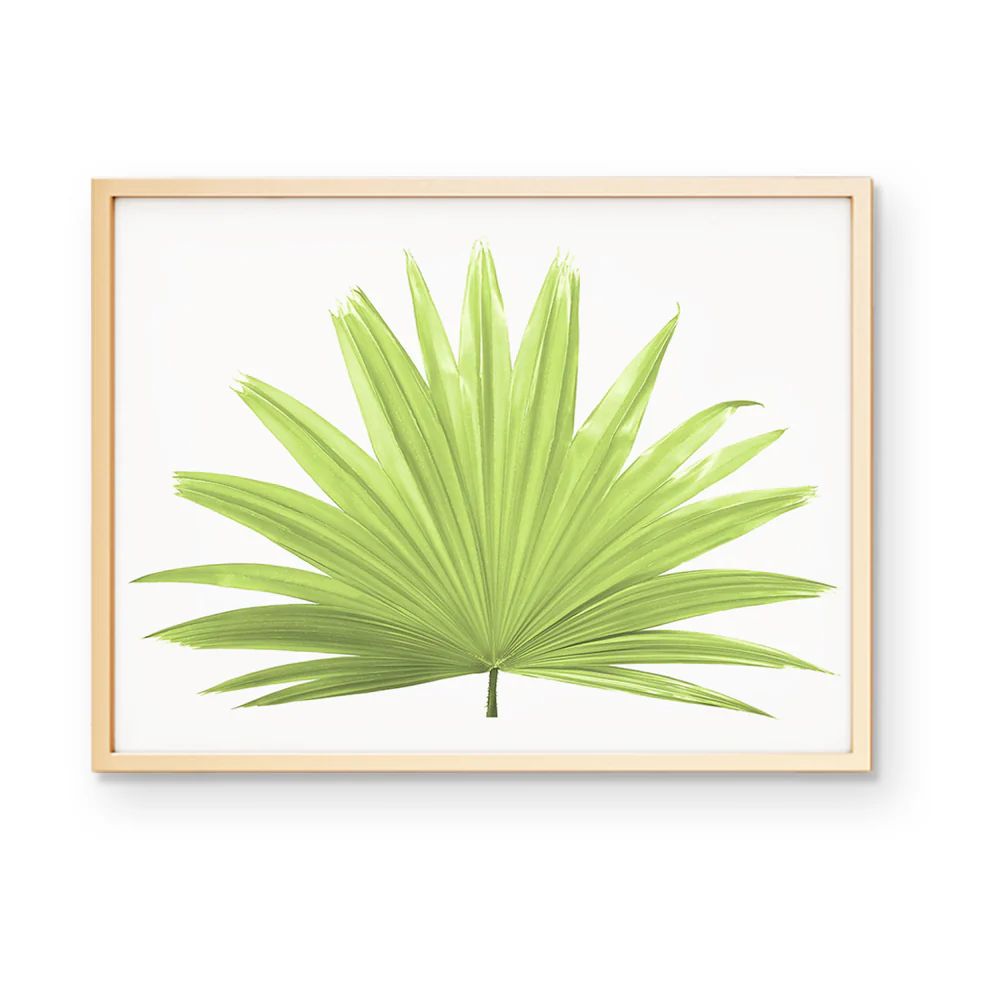 Fan Palm | Urban Garden Prints