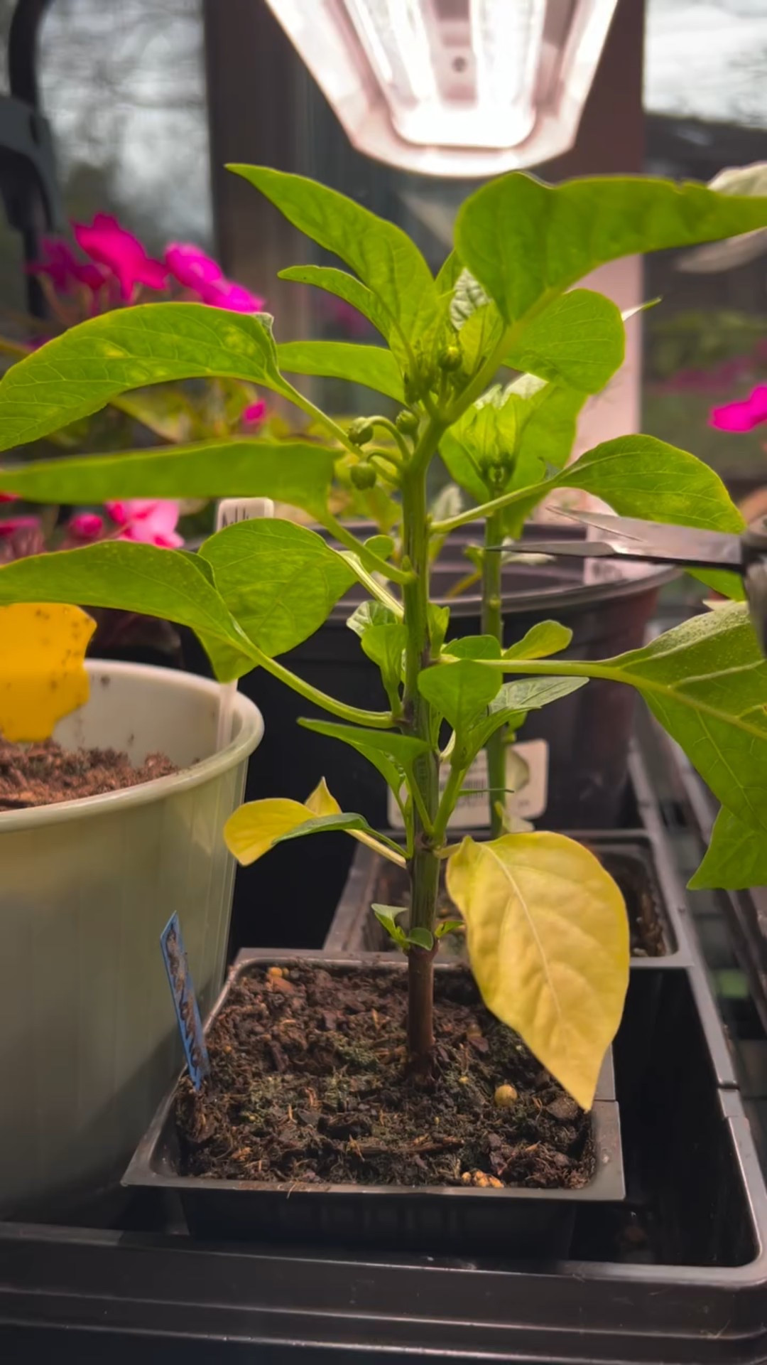 This is the reel that ruffled a lot of feathers! I like to top off my pepper plants. Perhaps you do, too… or maybe you don’t! Either way, you might like to know my FAVORITE tool for all my snipping needs, and how I keep them sharp and ready to go. When it comes to snipping, topping, and pruning, Fiskars is the way to go!

I’m also linking my grow lights, favorite seed starting container (which this pepper is happily growing in), and mini greenhouse.

#pinchingplants #pinching #snip #offwiththeirheads

#LTKSeasonal