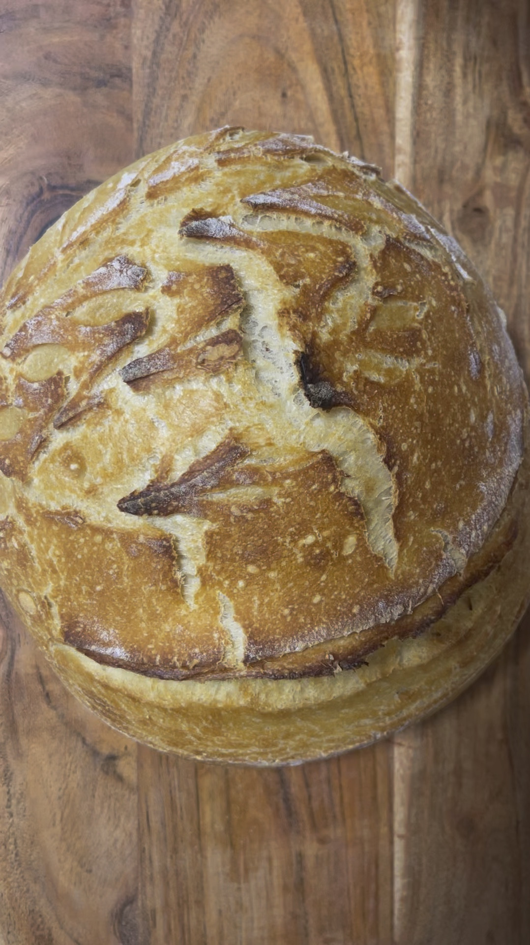 Sourdough kit and supplies

#LTKFindsUnder50 #LTKHome #LTKxPrimeDay