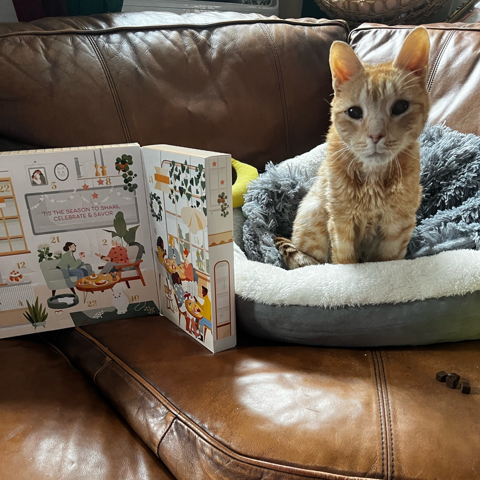 This cat food and treat advent calendar is such a fun way to try different types of foods so we can figure out what Otto likes so we can pick up some here and there to change up his diet with some variety!

#LTKSeasonal #LTKfindsunder50 #LTKHoliday