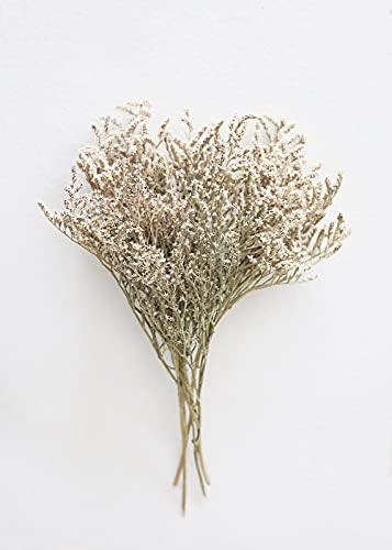 Dried German Statice | Amazon (US)