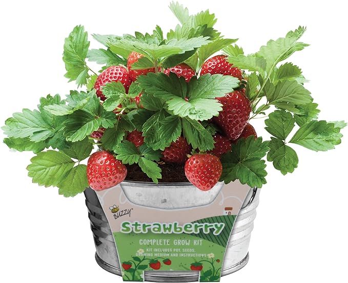BUZZY Kids Mini Basin Seed Grow Kit, Strawberry, Kids Collection, Best Gardening Gifts, Favors, P... | Amazon (US)
