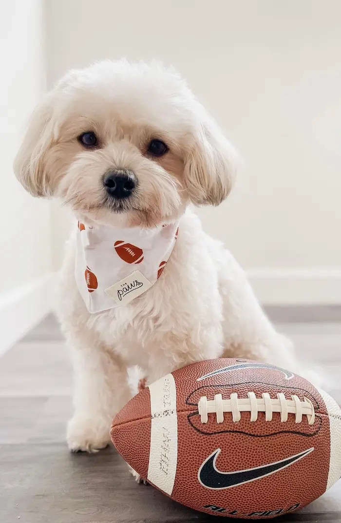 Quarterback Dog Bandana | Nordstrom