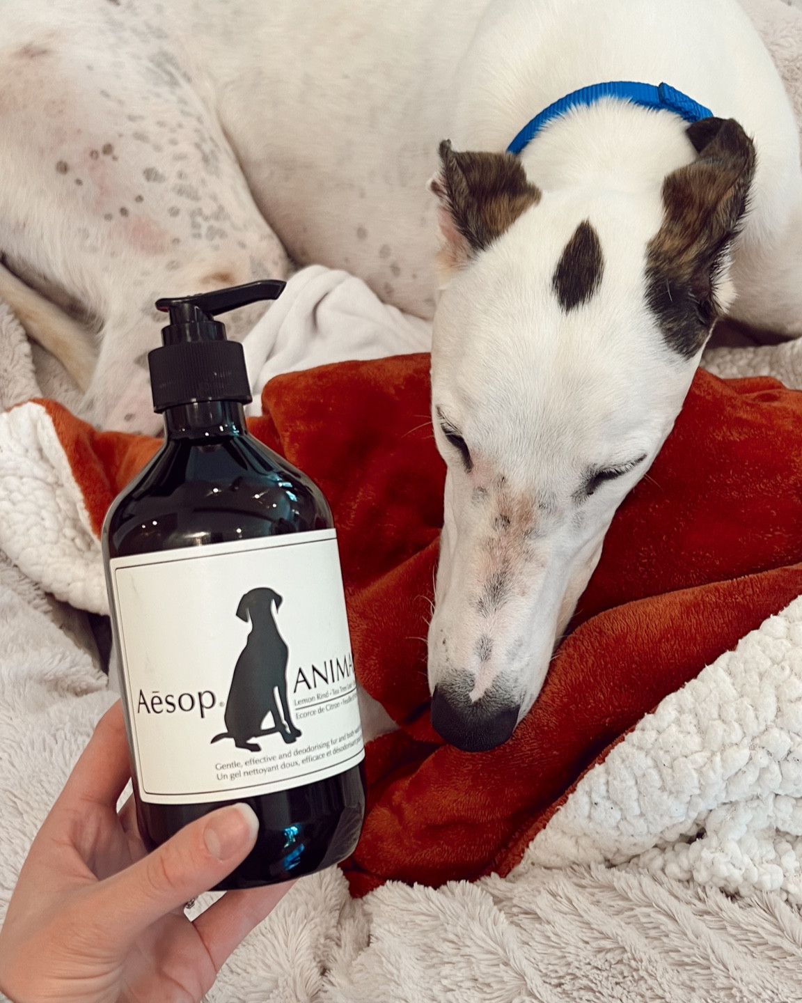 This soap brand is heavenly, I was so excited to see they made pet soap! It’s a bit of a splurge, but our dog soap usually lasts awhile🫶🏼

#LTKhome #LTKunder50